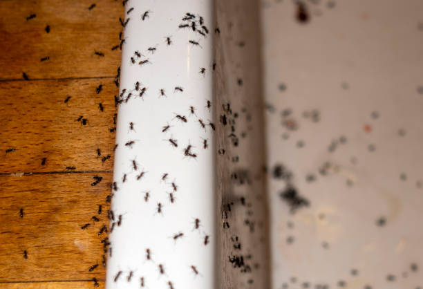 Best Best Pest Control Companies  in Mantua, VA